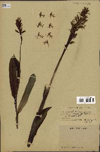 spécimen de Orchis mascula