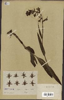 spécimen de Epipactis palustris