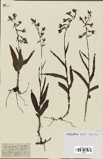 spécimen de Epipactis palustris