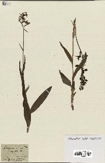 spécimen de Epipactis palustris