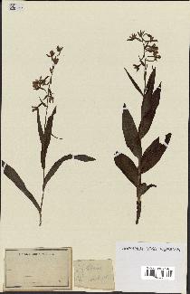 spécimen de Epipactis palustris