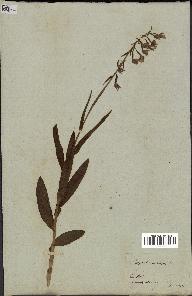 spécimen de Epipactis palustris