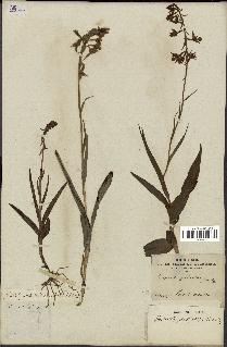 spécimen de Epipactis palustris