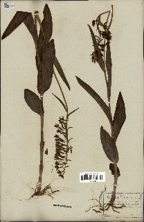 spécimen de Epipactis palustris