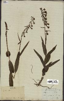 spécimen de Epipactis palustris