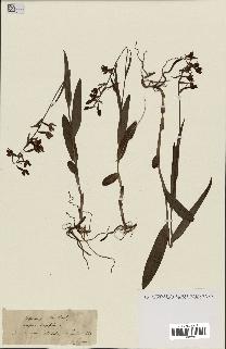 spécimen de Epipactis palustris