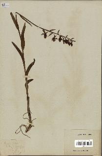 spécimen de Epipactis palustris