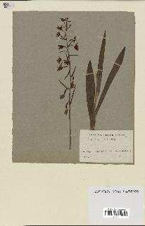 spécimen de Epipactis palustris