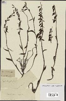 spécimen de Epipactis palustris