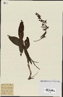 spécimen de Epipactis palustris