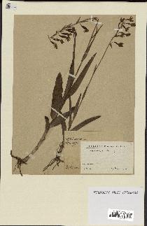 spécimen de Epipactis palustris