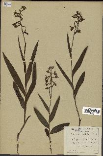 spécimen de Epipactis palustris