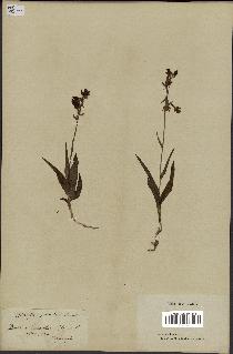 spécimen de Epipactis palustris