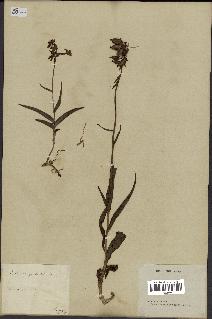 spécimen de Epipactis palustris
