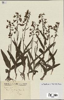 spécimen de Epipactis palustris