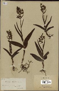 spécimen de Epipactis palustris