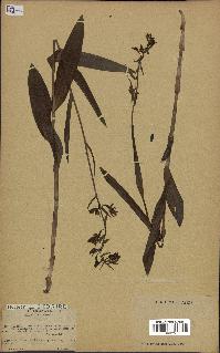 spécimen de Epipactis palustris