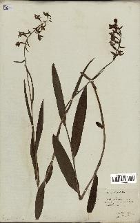 spécimen de Epipactis palustris