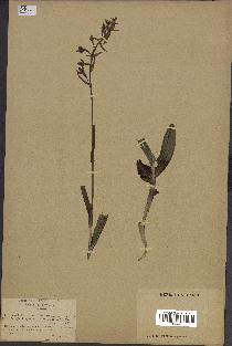 spécimen de Epipactis palustris