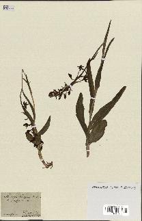 spécimen de Epipactis palustris