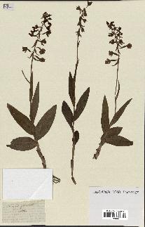 spécimen de Epipactis palustris