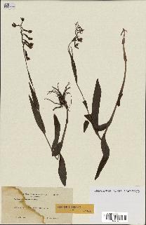 spécimen de Epipactis palustris