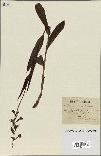 spécimen de Epipactis palustris