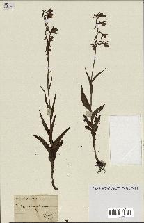 spécimen de Epipactis palustris