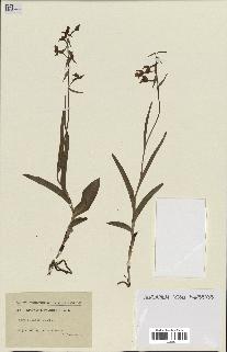 spécimen de Epipactis palustris