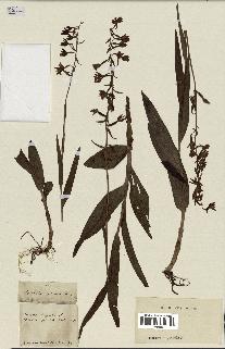 spécimen de Epipactis palustris