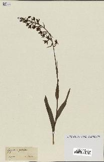 spécimen de Epipactis palustris