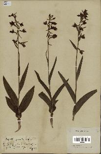 spécimen de Epipactis palustris
