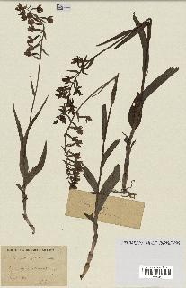 spécimen de Epipactis palustris