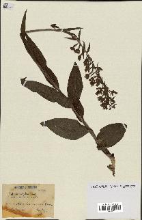 spécimen de Epipactis palustris