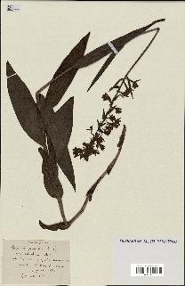 spécimen de Epipactis palustris