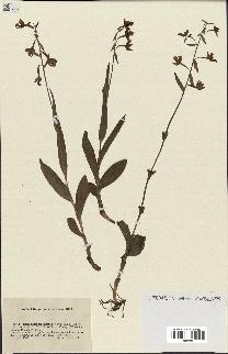 spécimen de Epipactis palustris