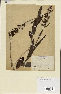 spécimen de Epipactis palustris