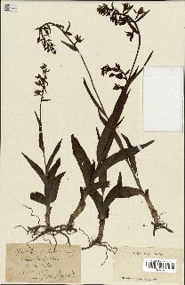 spécimen de Epipactis palustris