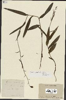 spécimen de Epipactis palustris