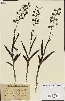 spécimen de Epipactis palustris