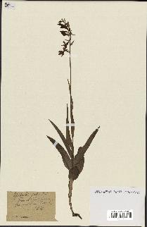 spécimen de Epipactis palustris