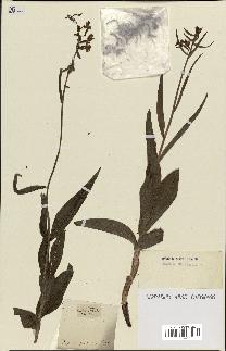 spécimen de Epipactis palustris