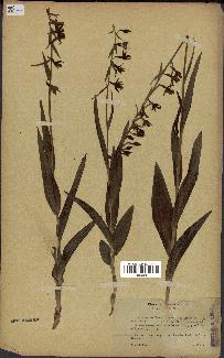 spécimen de Epipactis palustris