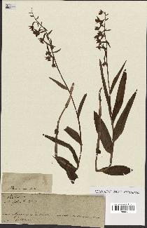 spécimen de Epipactis palustris