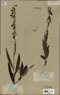 spécimen de Epipactis palustris