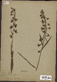 spécimen de Epipactis palustris
