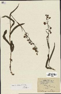 spécimen de Epipactis palustris