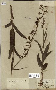 spécimen de Epipactis palustris