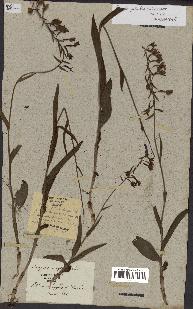 spécimen de Epipactis palustris