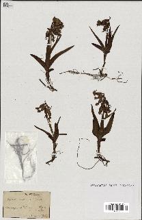 spécimen de Epipactis palustris